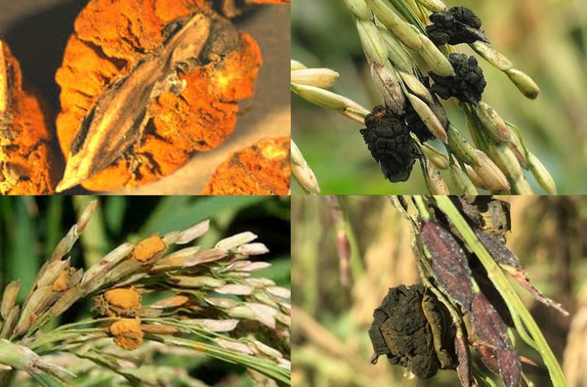  कडुंवा रोग: चावल उत्पादन में एक गंभीर समस्या